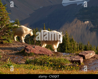 Bergziege (Oreamnos Americanus), stehend auf einem Felsen über einem Mountain Lake, USA, Montana, Glacier Natioanl Park Stockfoto