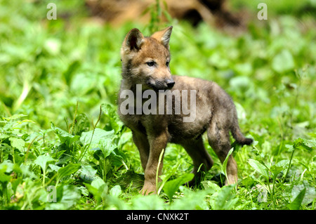Europäische graue Wolf (Canis Lupus Lupus), Wolf Cub stehen in Kräutern, Deutschland, Bayern, Nationalpark Bayerischer Wald Stockfoto