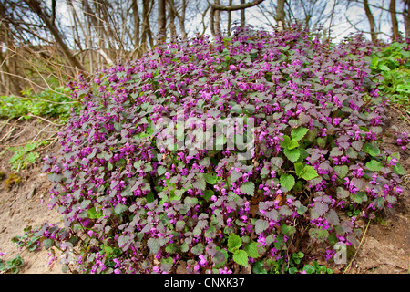 Gefleckte Toten-Brennessel, gefleckte Taubnessel (Lamium Maculatum), blühen, Deutschland Stockfoto