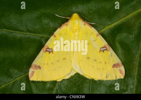 Schwefel-Motte (Opisthograptis Luteolata), sitzt auf einem Blatt, Deutschland Stockfoto