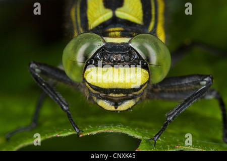 Club-tailed Libelle (Befestigung Vulgatissimus), Porträt, Deutschland Stockfoto