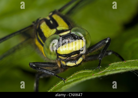 Club-tailed Libelle (Befestigung Vulgatissimus), Porträt, Deutschland Stockfoto