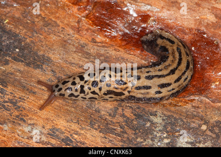 Riesen Gardenslug, europäischen Riesen Gardenslug, große graue Schnecke entdeckt Garten Slug (Limax Maximus), kriecht über Holz, Deutschland Stockfoto