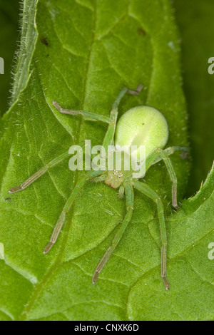 grüne Spinne, grüne Jäger Spider (Micrommata Rosea, Micrommata Virescens), Frau sitzt auf einem Laef, Deutschland Stockfoto