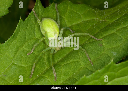 grüne Spinne, grüne Jäger Spider (Micrommata Rosea, Micrommata Virescens), Frau sitzt auf einem Laef, Deutschland Stockfoto