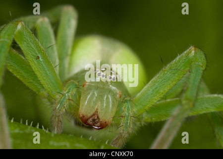 grüne Spinne, grüne Huntsman Spinne (Micrommata Rosea, Micrommata Virescens), Weiblich, Porträt, Deutschland Stockfoto