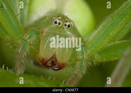 grüne Spinne, grüne Huntsman Spinne (Micrommata Rosea, Micrommata Virescens), Weiblich, Porträt, Deutschland Stockfoto