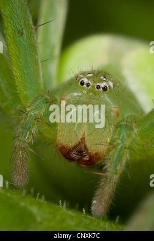 grüne Spinne, grüne Huntsman Spinne (Micrommata Rosea, Micrommata Virescens), Weiblich, Porträt, Deutschland Stockfoto