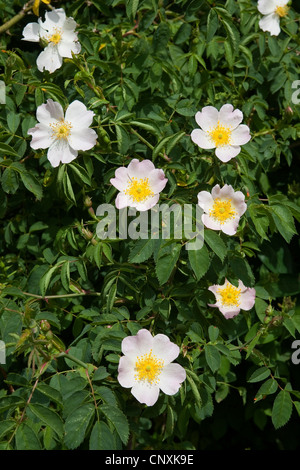 Hundsrose (Rosa Canina), blühen, Deutschland Stockfoto