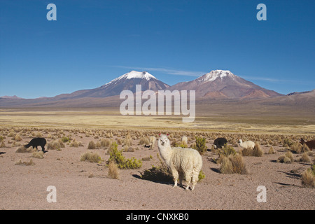 Alpaka (Lama Pacos), Alpakas vor der Vulkane Parinacota und Pomerape, Bolivien, Anden Stockfoto