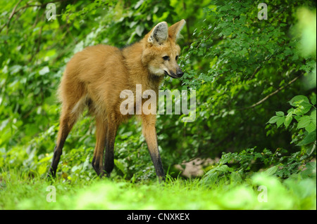 Mähnenwolf (Chrysocyon Brachyurus), im Gebüsch Stockfoto