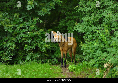 Mähnenwolf (Chrysocyon Brachyurus), stehen am Rande einer Lichtung Stockfoto