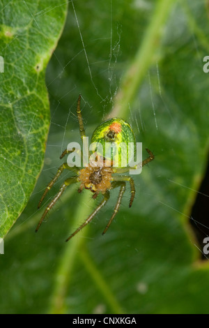 Kürbis-Spinne, Kürbis-Spinne (Araniella Cucurbitina, Araneus Cucurbitinus) sitzen im web, Unterseite, Deutschland Stockfoto