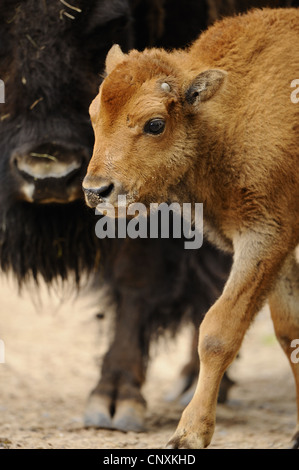 Amerikanischer Bison, Büffel (Bison Bison), Kalb an einem Erwachsenen Seite Stockfoto