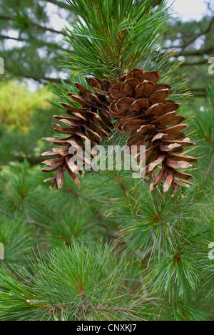 Mazedonische Kiefer, Balkan-Kiefer (Pinus Peuce), Zapfen auf einem Ast Stockfoto