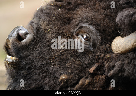 Amerikanischer Bison, Büffel (Bison Bison), Gesicht eines Erwachsenen Stockfoto