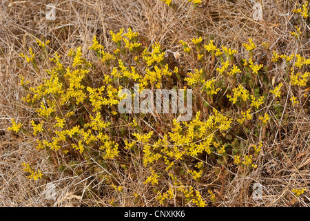 geschmacklos Fetthenne, geschmacklos gelber Mauerpfeffer, Sechseck Fetthenne (Sedum Sexangulare), blühen, Deutschland Stockfoto