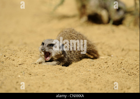 Suricate, schlank-tailed Erdmännchen (Suricata Suricatta), liegend auf dem Bauch auf trockenem Boden Boden gähnende Stockfoto