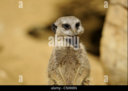 Suricate, schlank-tailed Erdmännchen (Suricata Suricatta), stehend Holzkreuz Stockfoto