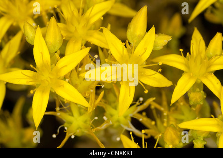 geschmacklos Fetthenne, geschmacklos gelber Mauerpfeffer, Sechseck Fetthenne (Sedum Sexangulare), Blume, Deutschland Stockfoto