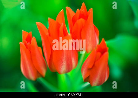 gemeinsamer Garten-Tulpe (Tulipa spec.), Blume, Deutschland Stockfoto