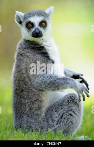 Katta (Lemur Catta) sitzen und Sonnenbaden im Rasen Stockfoto