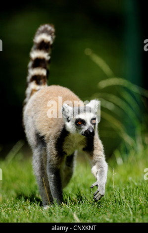 Katta (Lemur Catta), ausgeführt in Wiese Stockfoto