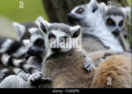 Katta (Lemur Catta), Gruppe Stockfoto