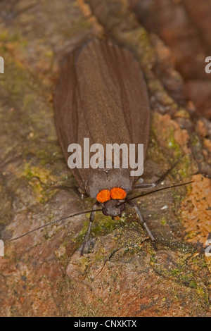 Red-necked Footman (Atolmis Rubricollis), sitzen auf Holz, Deutschland Stockfoto