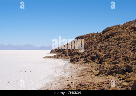 Isla Incahuasi im Salar de Uyuni, größte Salz Wohnung der Welt, Bolivien, Anden, Altiplano Stockfoto