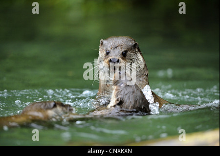 Europäischen Fischotter, europäischer Fischotter, eurasische Fischotter (Lutra Lutra), drei Tiere kämpfen im flachen Wasser, Deutschland Stockfoto