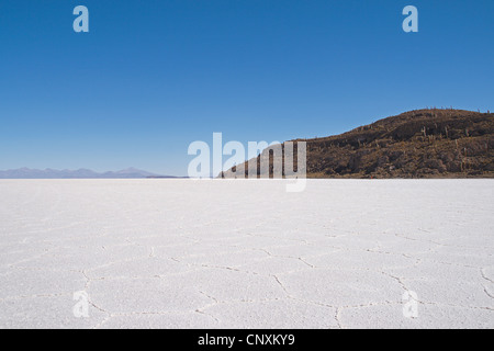 Isla Incahuasi im Salar de Uyuni, größte Salz Wohnung der Welt, Bolivien, Anden, Altiplano Stockfoto