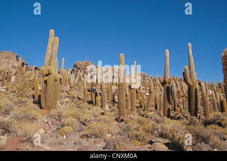 Nomenklatorisches Catus (Trichocereus nomenklatorisches, Helianthocereus nomenklatorisches), Kakteen auf Incahuasi Insel im Altiplano, Anden, Salar de Uyuni, Bolivien Stockfoto