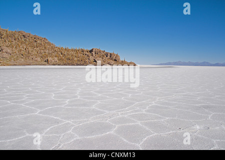 Isla Incahuasi im Salar de Uyuni, größte Salz Wohnung der Welt, Bolivien, Anden, Altiplano Stockfoto