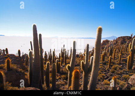 Nomenklatorisches Catus (Trichocereus nomenklatorisches, Helianthocereus nomenklatorisches), Kakteen auf Incahuasi Insel im Salar de Uyuni, größte Salz Wohnung der Welt, Bolivien, Anden, Altiplano Stockfoto