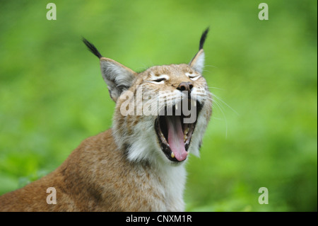 Eurasischer Luchs (Lynx Lynx), Gähnen, Deutschland Stockfoto