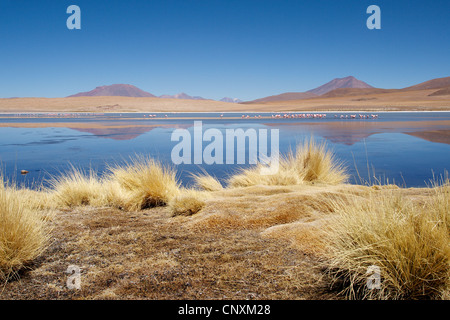 Jamess Flamingo, Puna Flamingo (Phoenicopterus Jamesi), in der Ca apa See, Bolivien, Anden Stockfoto