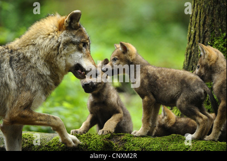 Europäische graue Wolf (Canis Lupus Lupus), She-Wolf und Wolf Cubs, Deutschland, Bayern, Nationalpark Bayerischer Wald Stockfoto