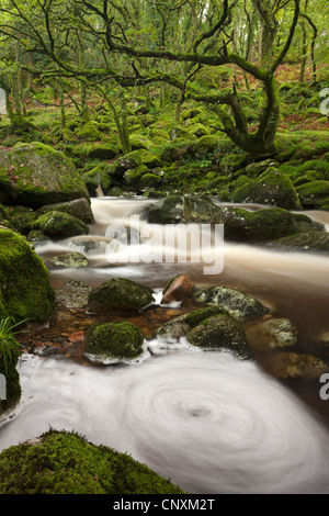 Fluß Plym fließt durch Dewerstone Wood, Shaugh Prior, Dartmoor, Devon, England. Herbst (Oktober) 2011. Stockfoto