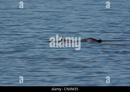 gemeinsame Schweinswal, Schweinswal, gemeinsame Schweinswal, puffing Schwein (Phocoena Phocoena), zwei Personen in der Nordsee, Deutschland Stockfoto