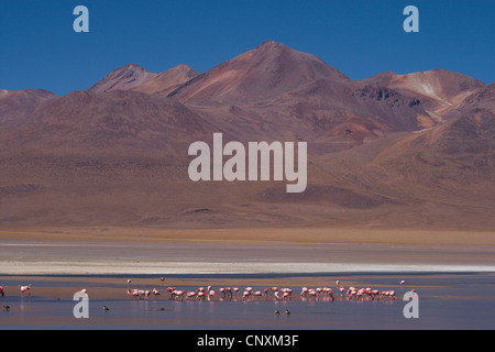 Jamess Flamingo, Puna Flamingo (Phoenicopterus Jamesi), in der Caapa See, Bolivien, Anden Stockfoto