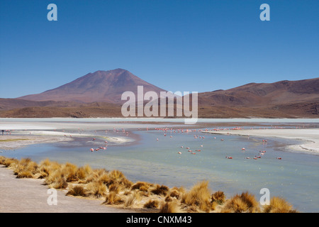 Jamess Flamingo, Puna Flamingo (Phoenicopterus Jamesi), in der Hedionda See, Bolivien, Anden Stockfoto