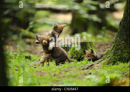 Europäische graue Wolf (Canis Lupus Lupus), Wolfsjunge spielt in einem Wald, Deutschland, Bayern, Nationalpark Bayerischer Wald Stockfoto