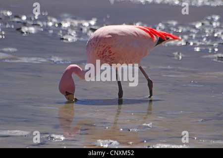 Jamess Flamingo, Puna Flamingo (Phoenicopterus Jamesi), auf die Einspeisung in die Hedionda See, Bolivien, Anden Stockfoto