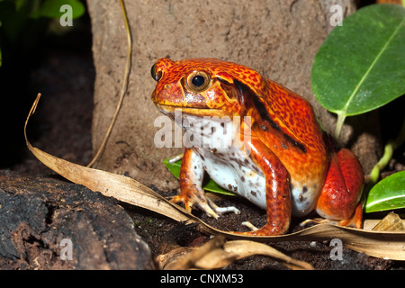 Falsche Tomatenfrosch, südlichen Tomatenfrosch (Dyscophus Guineti), auf dem Boden sitzend Stockfoto