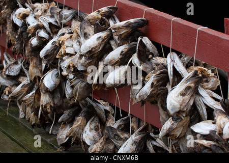 Fisch-Köpfe sind in einer Hafenstadt, Norwegen, Lofoten-Inseln getrocknet. Stockfoto