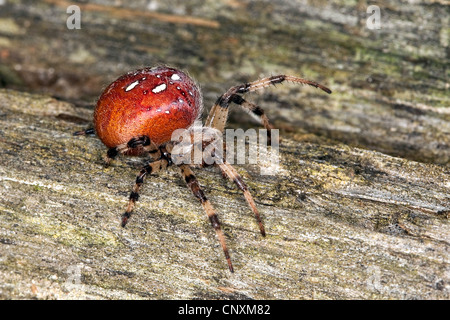 Fourspotted Orbweaver (Araneus Quadratus), weibliche sitzen auf Holz, Deutschland Stockfoto