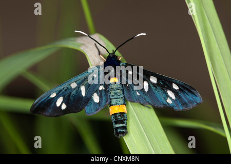 gelb-belted Burnet (Syntomis Phegea), sitzt auf einem Grashalm, Deutschland Stockfoto