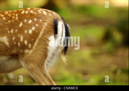 Damhirsch (Dama Dama, Cervus Dama), unten von einem Damhirsch, Deutschland, Bayern Stockfoto