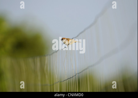 Eurasische Baum-Spatz (Passer Montanus), sitzt auf einem Zaun, Deutschland Stockfoto